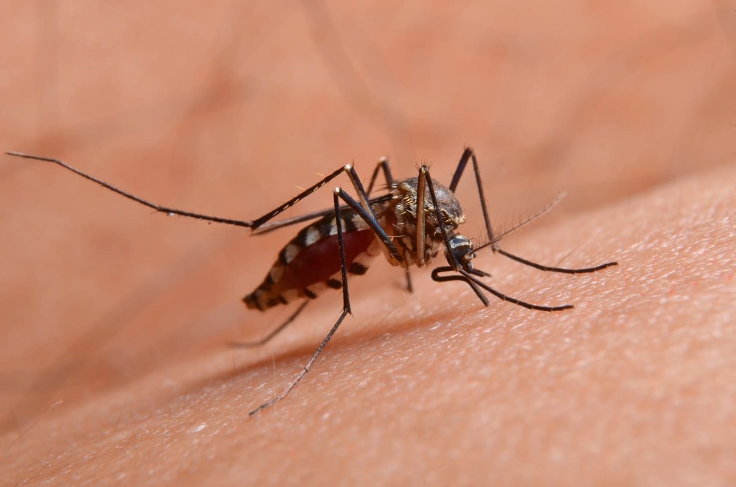 Descubre cómo nos afecta la llegada de los mosquitos con el calor.